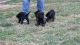 Shepard Labrador Puppies for sale in North Vernon, IN 47265, USA. price: NA