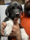 Shepard Labrador Puppies for sale in Greenville, IL 62246, USA. price: $200