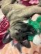 Shepard Labrador Puppies for sale in Wichita, KS, USA. price: $150