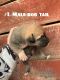 Shepard Labrador Puppies for sale in Soddy-Daisy, TN, USA. price: $150