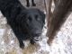Shepard Labrador Puppies for sale in Troy, Montana. price: $200