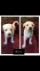 Shepard Labrador Puppies for sale in Ogden, UT, USA. price: NA