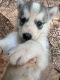 Shepherd Husky Puppies for sale in Savannah, GA, USA. price: $420