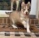 Shepherd Husky Puppies for sale in Decatur, GA 30035, USA. price: $750