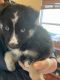 Shepherd Husky Puppies for sale in Gainesville, GA, USA. price: $500