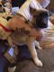 Shepherd Husky Puppies for sale in Flint, MI, USA. price: $200