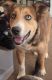 Shepherd Husky Puppies for sale in Atlanta, GA 30324, USA. price: $150
