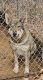Shepherd Husky Puppies for sale in Easley, SC 29640, USA. price: $500