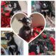 Shepherd Husky Puppies for sale in Phoenix, AZ 85019, USA. price: $700
