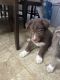 Shepherd Husky Puppies for sale in Hemet, California. price: $350