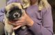 Shepherd Husky Puppies for sale in Lancaster, CA, USA. price: $500