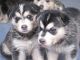 Shepherd Husky Puppies for sale in Boston Church Rd, Milton, ON L0P, Canada. price: NA