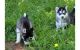 Shepherd Husky Puppies for sale in San Jose, CA, USA. price: $500