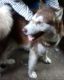 Shepherd Husky Puppies for sale in San Jose, CA, USA. price: $250