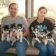 Shepherd Husky Puppies for sale in San Jose, CA, USA. price: $550
