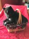 Shepherd Husky Puppies for sale in Filion, MI 48432, USA. price: $500