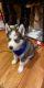 Shepherd Husky Puppies for sale in Troy, MI, USA. price: $650