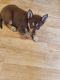 Shepherd Husky Puppies for sale in Midland, MI, USA. price: $350