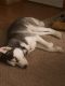 Shepherd Husky Puppies for sale in Grayling, MI 49738, USA. price: NA