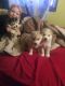Shepherd Husky Puppies for sale in Grand Rapids, MI, USA. price: $600