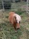 Shetland Horses for sale in Genoa, NE 68640, USA. price: $950