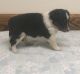 Shetland Sheepdog Puppies for sale in Chicago, IL 60616, USA. price: NA