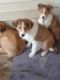 Shetland Sheepdog Puppies for sale in Newville, PA 17241, USA. price: $400