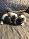 Shetland Sheepdog Puppies for sale in Windber, PA 15963, USA. price: $1,000