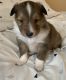 Shetland Sheepdog Puppies for sale in Hershey, PA 17033, USA. price: $1,500