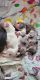 Shetland Sheepdog Puppies for sale in Trilla, IL 62440, USA. price: NA
