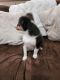 Shetland Sheepdog Puppies for sale in Richlands, NC 28574, USA. price: $800