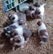 Shetland Sheepdog Puppies for sale in Yuba, WI 54634, USA. price: NA