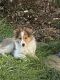 Shetland Sheepdog Puppies for sale in Elmwood, IL, USA. price: $800
