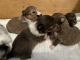 Shetland Sheepdog Puppies for sale in Charlotte, NC, USA. price: $2,000