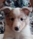 Shetland Sheepdog Puppies for sale in Wyanet, IL 61379, USA. price: $800