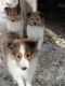Shetland Sheepdog Puppies for sale in Wisconsin Dells, WI, USA. price: $350