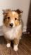 Shetland Sheepdog Puppies for sale in Concord, NC, USA. price: $1,000