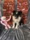 Shetland Sheepdog Puppies for sale in Pinellas Park, Florida. price: NA