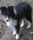 Shetland Sheepdog Puppies for sale in Texas, USA. price: $90,000