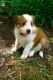 Shetland Sheepdog Puppies for sale in Baywood-Los Osos, CA 93402, USA. price: NA