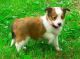 Shetland Sheepdog Puppies for sale in Anchorville, MI 48023, USA. price: $650