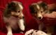 Shetland Sheepdog Puppies for sale in Pittsburgh, PA 15252, USA. price: $500