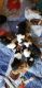 Shetland Sheepdog Puppies for sale in Mediapolis, IA 52637, USA. price: NA
