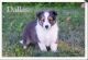 Shetland Sheepdog Puppies for sale in Clare, MI 48617, USA. price: $400