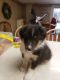 Shetland Sheepdog Puppies for sale in Quincy, IL, USA. price: NA