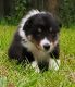 Shetland Sheepdog Puppies for sale in Richlands, NC 28574, USA. price: $1,200