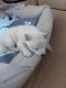 Shiba Inu Puppies for sale in Westminster, CO, USA. price: $950