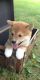 humorous Shiba Inu Puppies
