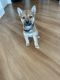 Shiba Inu Puppies for sale in South Loop, Chicago, IL, USA. price: NA