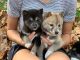Shiba Inu Puppies for sale in Colorado Springs, CO, USA. price: $550